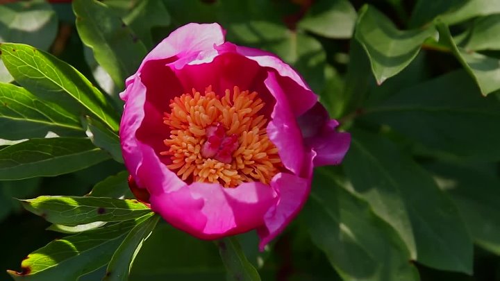 ⁣Spring: The Return Of Life (2014) Documentary (1080p)