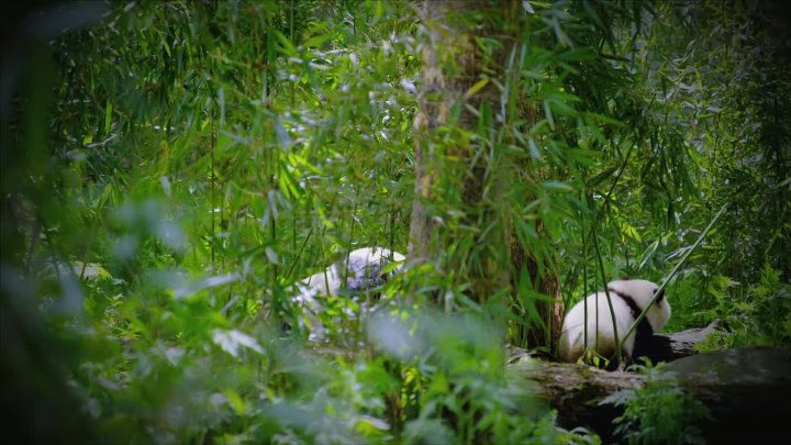 ⁣The UnBelievable with Dan Aykroyd S03E11 1080p HEVC x265-MeGusta