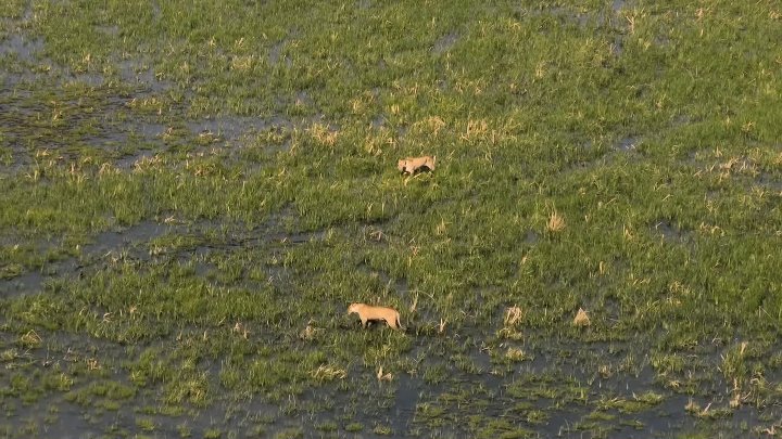 ⁣Nature S44E10 Parenthood The Greatest Adventure 1080p x265-ELiTE