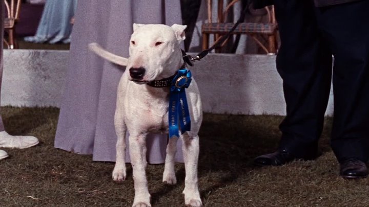 ⁣Its A Dogs Life (1955) (1080p)🌻 Classic & Older Hollywood Films