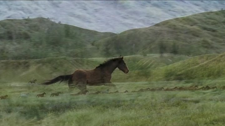 ⁣Flicka (2006) (720p)🌻 Animation & Family Movies