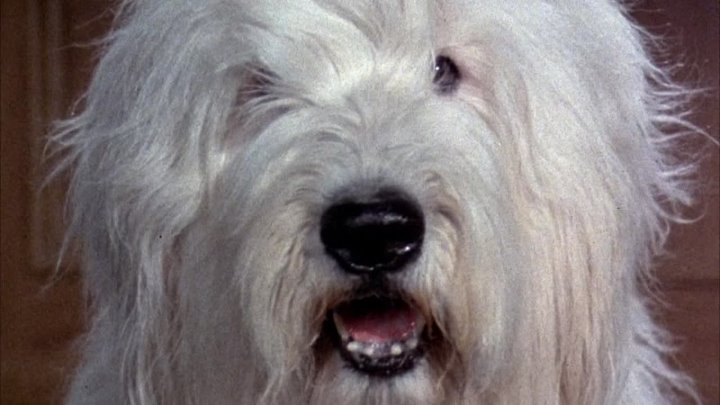 ⁣The Shaggy D A (1976) (1080p)🌻 Animation & Family Movies