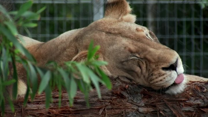 ⁣Betty White Goes Wild (2013) (1080p)🌻 Documentaries
