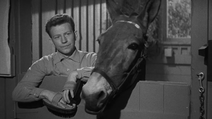 ⁣Francis Goes To The Races (1951) (1080p)🌻 Black & White Films