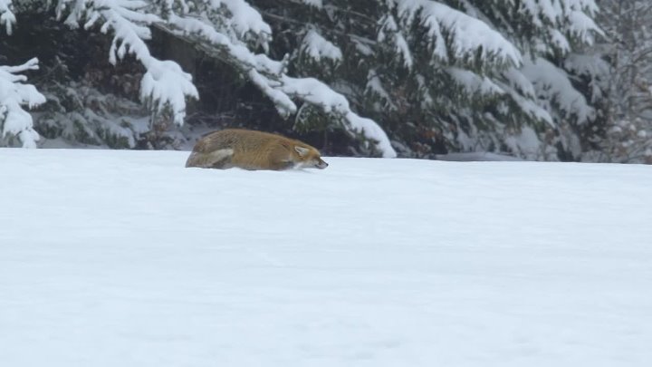 ⁣Lynx (2021) (1080p) +subtitle