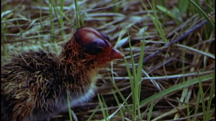 ⁣Water Birds (1952) (1080p) +subtitle