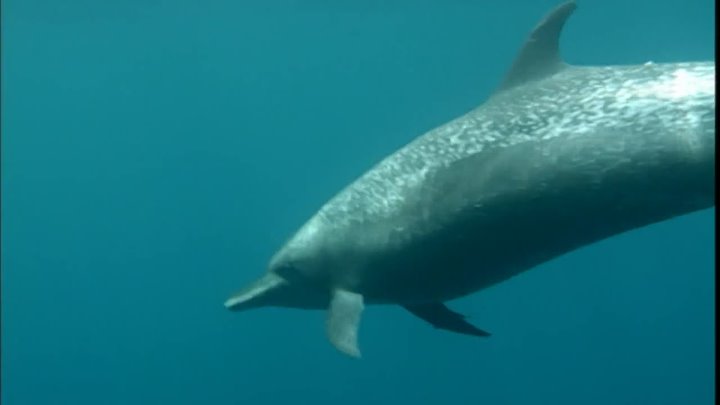 ⁣Blue Planet E08 (1080p) BluRay - Coasts