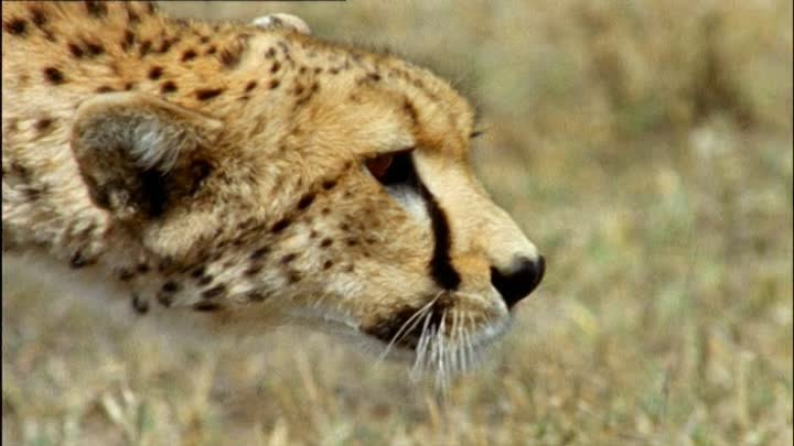 ⁣The Life of Mammals (2002) - S01E05 - Meat Eaters (576p)