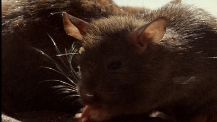 ⁣The Life of Mammals (2002) - S01E06 - Opportunists (576p)