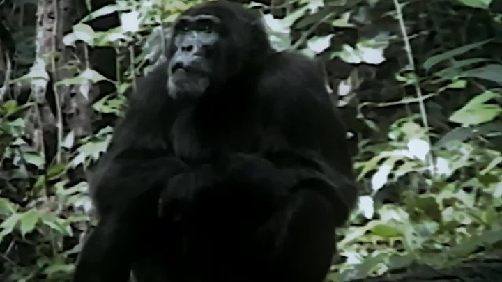 ⁣Rise Of The Warrior Apes (2017) (1080p)🌻 Documentaries