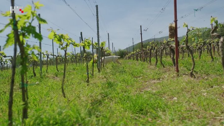 ⁣Dalmatinska Marenda Kastela