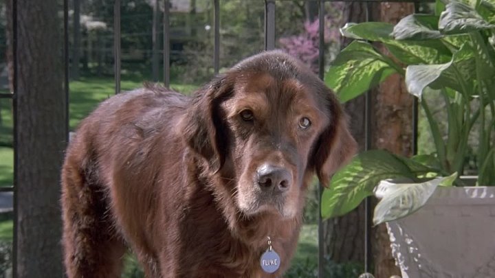 ⁣Fluke (1995) (720p) 🌻 Movies