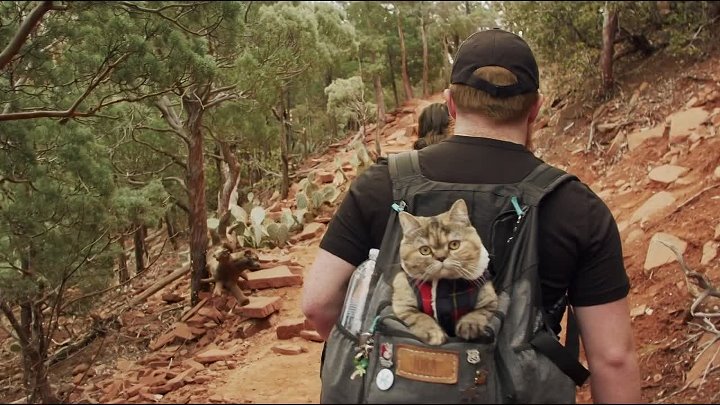 ⁣Cat Daddies (2022) (1080p)🌻 Documentaries