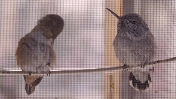 ⁣Every Little Thing (2024) (720p)