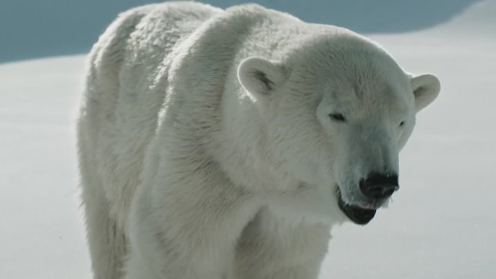 ⁣Two Lovers And A Bear (2016) (1080p)