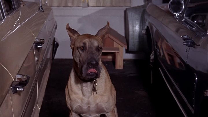 The Ugly Dachshund (1966) (1080p)🌻 Movies