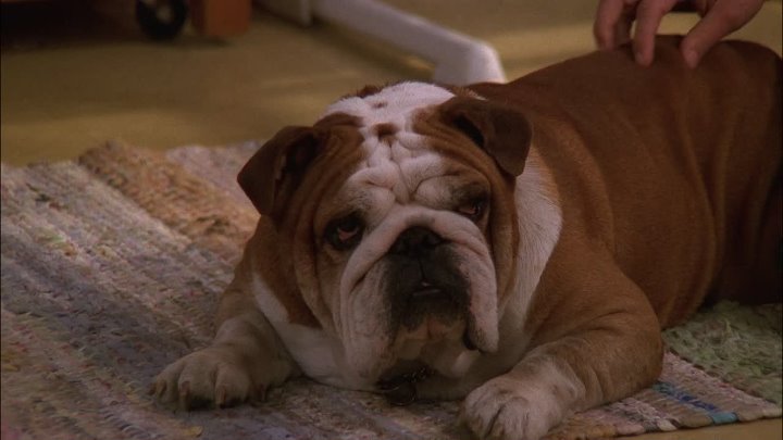 ⁣Everybody Loves Raymond Episode 19 The Dog