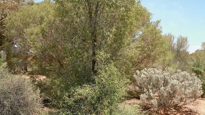 ⁣Gardening Australia S37E03 1080p HDTV H264-DARKFLiX