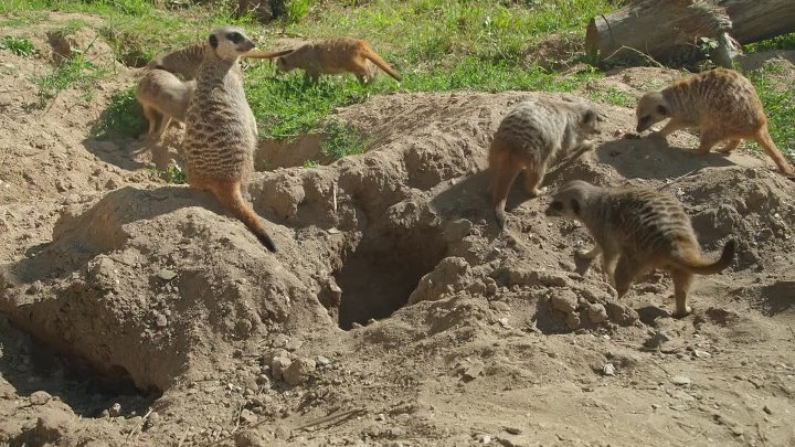 The Sound Collector S01E42 1080p WEB H264-SKYFiRE