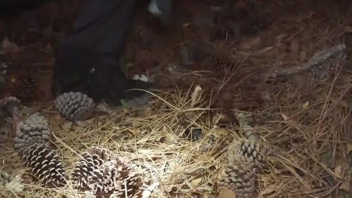 ⁣On Patrol Live S04E60 720p HEVC x265-MeGusta