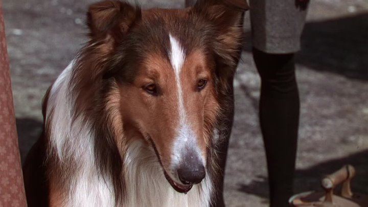 ⁣Lassie Come Home (1943) (1080p)🌻 Animation & Family Movies