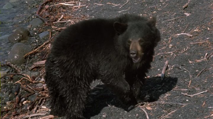 ⁣The Bears And I (1974) (1080p)🌻 Animation & Family Movies