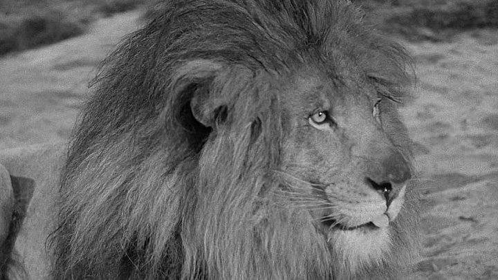 ⁣Androcles And The Lion (1952) (1080p)🌻 Black & White Films