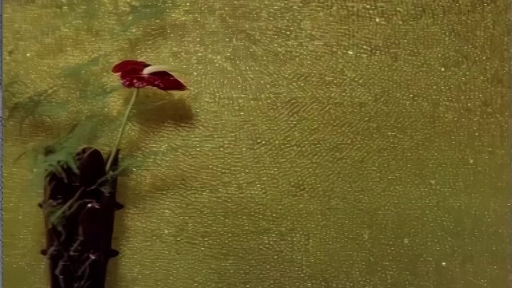 ⁣Gece Kuşu Zehra (1975) 1080p WEBRİp x264 -TR -TARIK AKAN-HALE SOYGAZİ