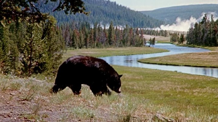⁣Yellowstone Cubs (1963) (1080p)🌻 Animation & Family Movies