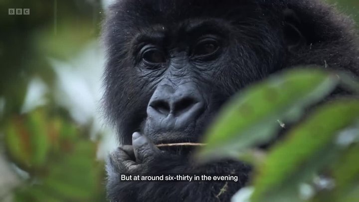 ⁣Silverback (2024) (1080p)🌻 Documentaries
