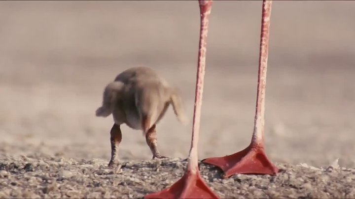 The Crimson Wing: Mystery of the Flamingos (2008) Documentary (720p)