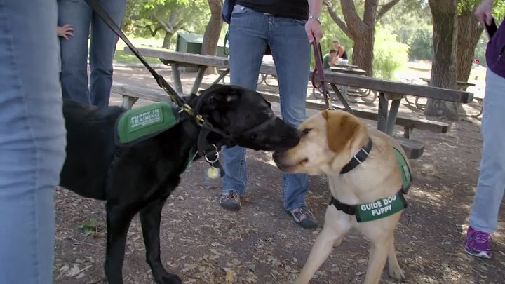 ⁣Pick Of The Litter (2018) Documentary (720p)