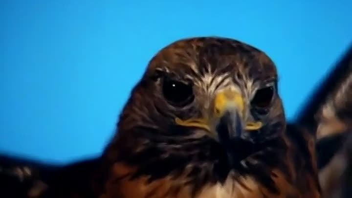 ⁣Manimal S1 E8 ∙ Night of the Beast