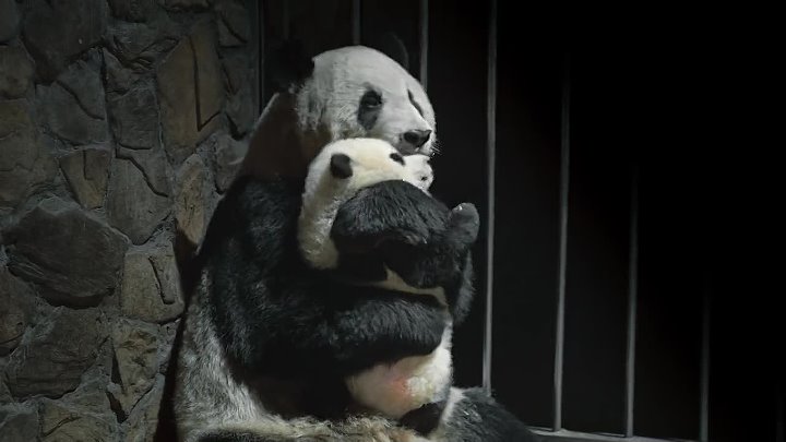 ⁣Pandas (2018) Documentary (720p)