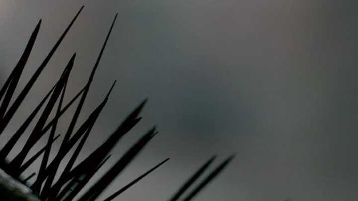 ⁣Splinter (2008) (720p)🌻 Movies