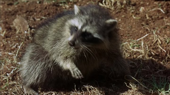 ⁣Rascal (1969) (1080p)🌻 Movies