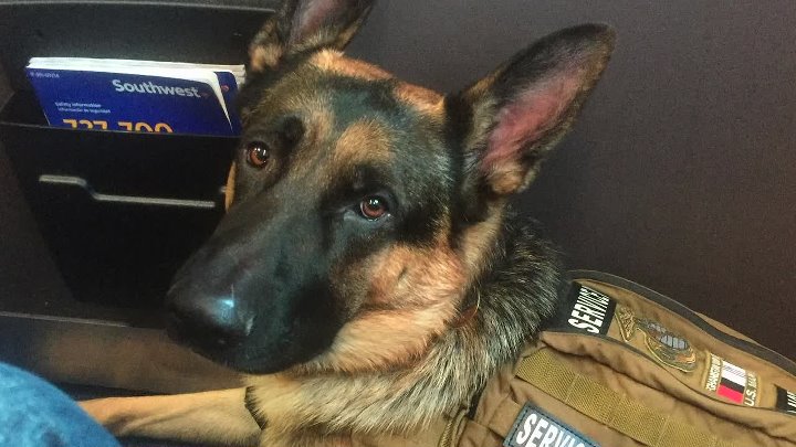 ⁣Life Love Dogs (2019) (1080p)