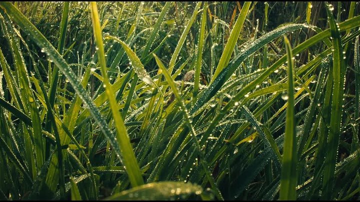 ⁣Bark 2023 1080p BluRay x264-OFT