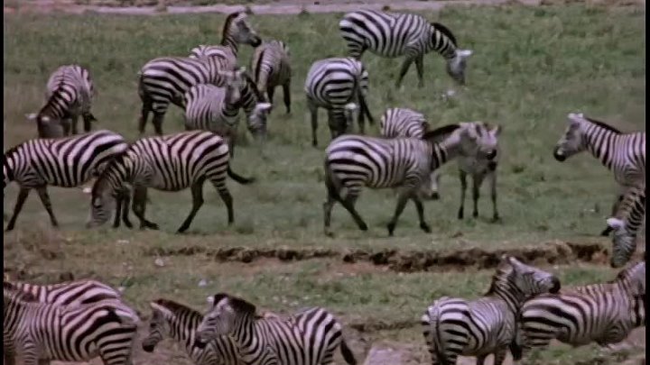 ⁣The African Lion (1955) (720p) 🌻 Animation & Family Movies