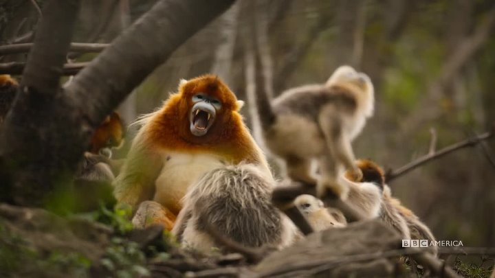 ⁣China: Natures Ancient Kingdom [S01E02] (1080p) +subtitle