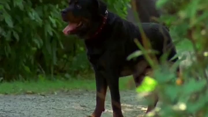 ⁣Highlander (1995) S4E04 - Leader of the Pack