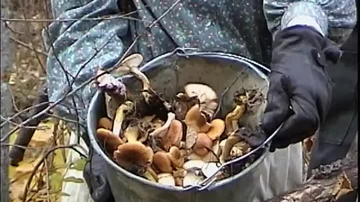 ⁣Pioneer Quest [Ep5] 101 Chopping Days 'till Christmas