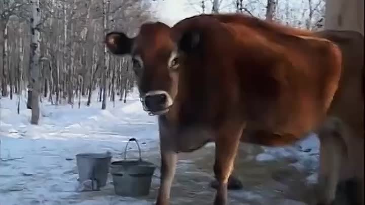 ⁣Pioneer Quest [Ep7] The Long Haul