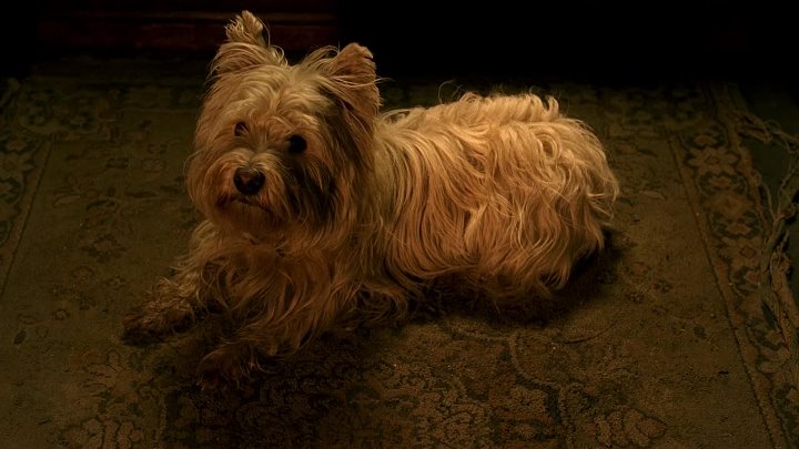 ⁣The Adventures Of Greyfriars Bobby (2005) (1080p) 🌻 Animation & Family Movies