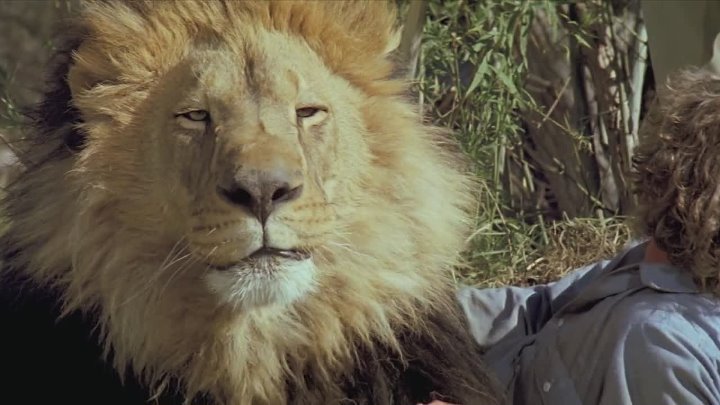 ⁣Roar (1981) (1080p)🌻 80's Movies