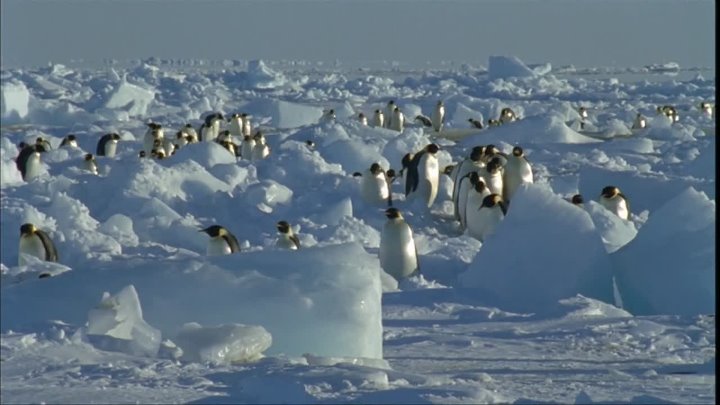 ⁣Blue Planet E05 (1080p) BluRay - Seasonal Seas