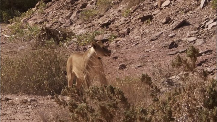 ⁣Featurettes: Desert Lions