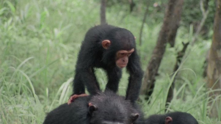 ⁣Life on Earth (1979) - S01E12 - Life in the Trees (1080p)