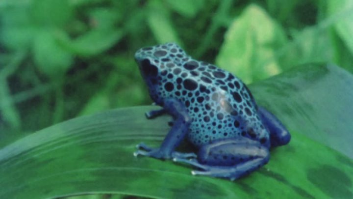 ⁣Life on Earth (1979) - S01E06 - Invasion of the Land (1080p)