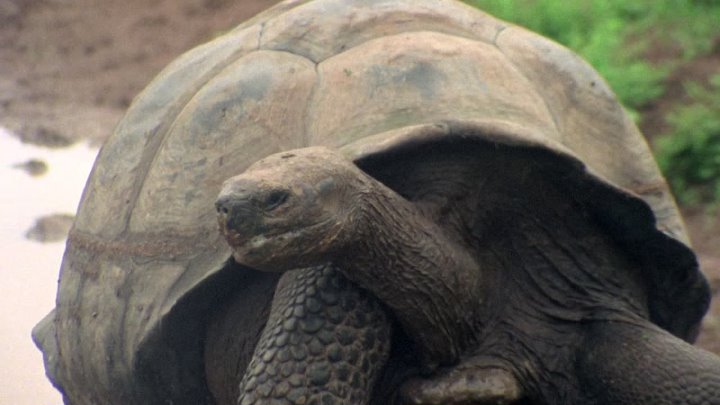 ⁣Life on Earth (1979) - S01E07 - Victors of the Dry Land (1080p)